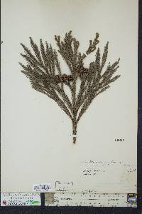 Cryptomeria japonica image