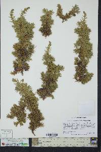 Juniperus communis var. depressa image