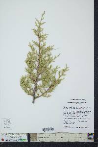 Juniperus osteosperma image