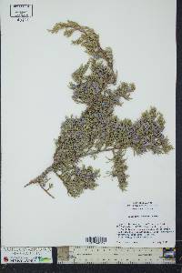 Juniperus pinchotii image