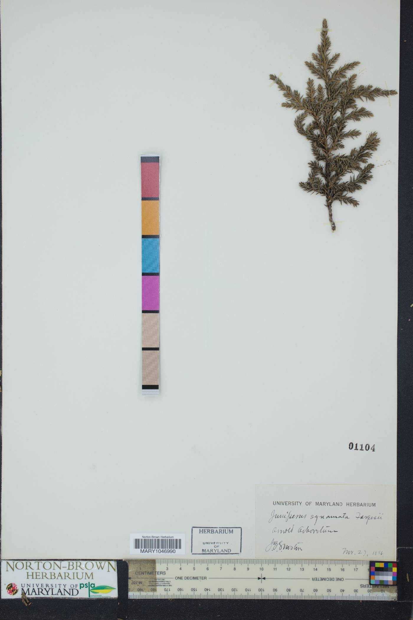 Juniperus squamata image