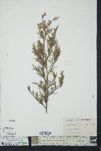 Juniperus virginiana var. crebra image