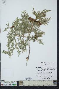 Thuja occidentalis image