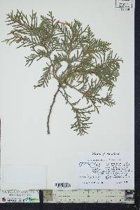 Thuja occidentalis image