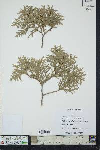 Thuja occidentalis image