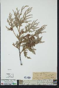 Thuja occidentalis image