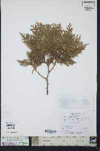 Thuja occidentalis image