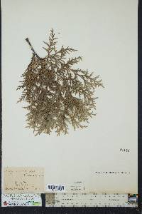 Thuja occidentalis image