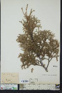 Thuja occidentalis image