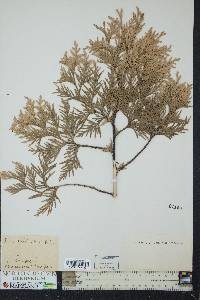 Thuja occidentalis image