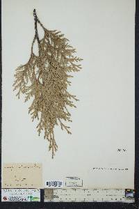 Thuja occidentalis image