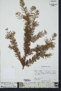 Taxus canadensis image