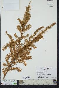 Taxus canadensis image