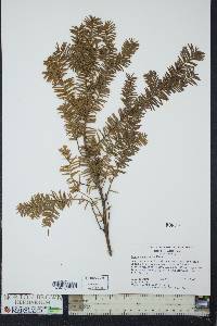 Taxus canadensis image