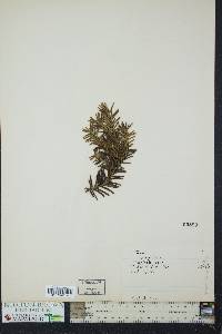 Taxus cuspidata image
