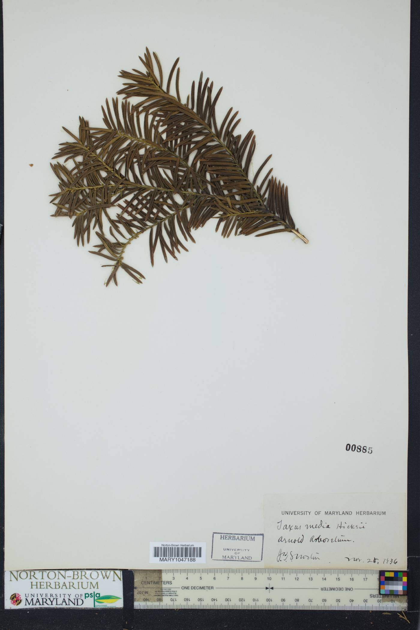 Taxus x media image