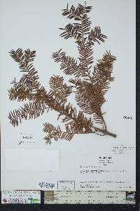 Taxus wallichiana image