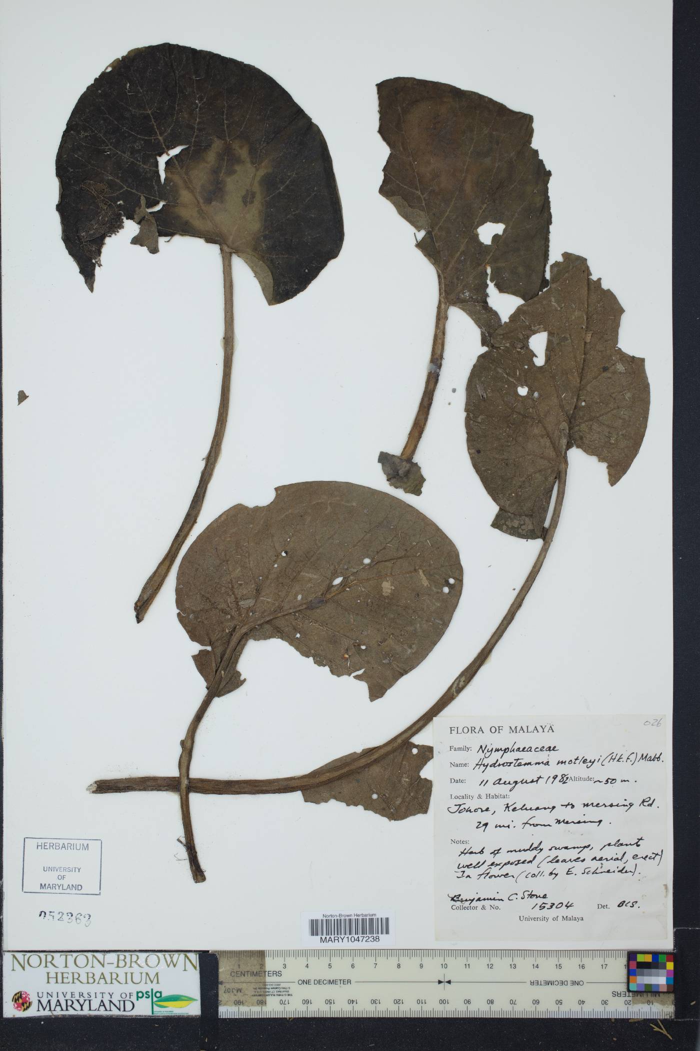 Hydrostemma motleyi image