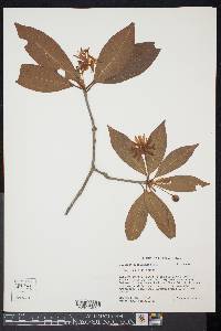 Illicium floridanum image