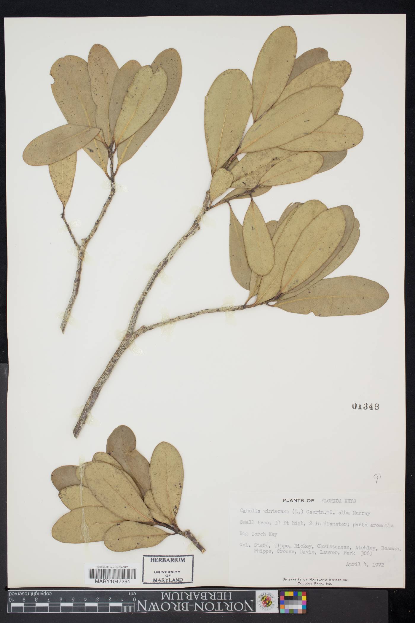 Canella winterana image