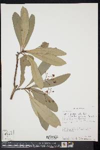 Zygogynum pancheri subsp. rivulare image