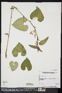Aristolochia clematitis image