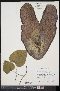 Aristolochia gigantea image