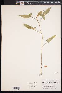 Persicaria arifolia image