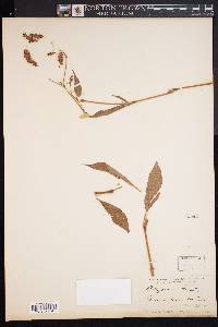 Persicaria orientalis image