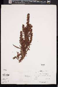 Rumex obtusifolius image