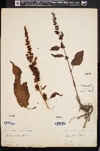 Rumex obtusifolius image