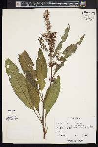 Rumex verticillatus image