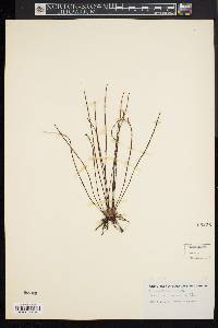 Drosera filiformis image