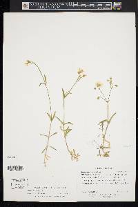 Cerastium arvense image