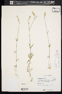 Cerastium arvense image