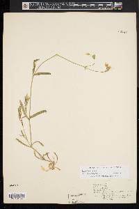 Cerastium arvense image