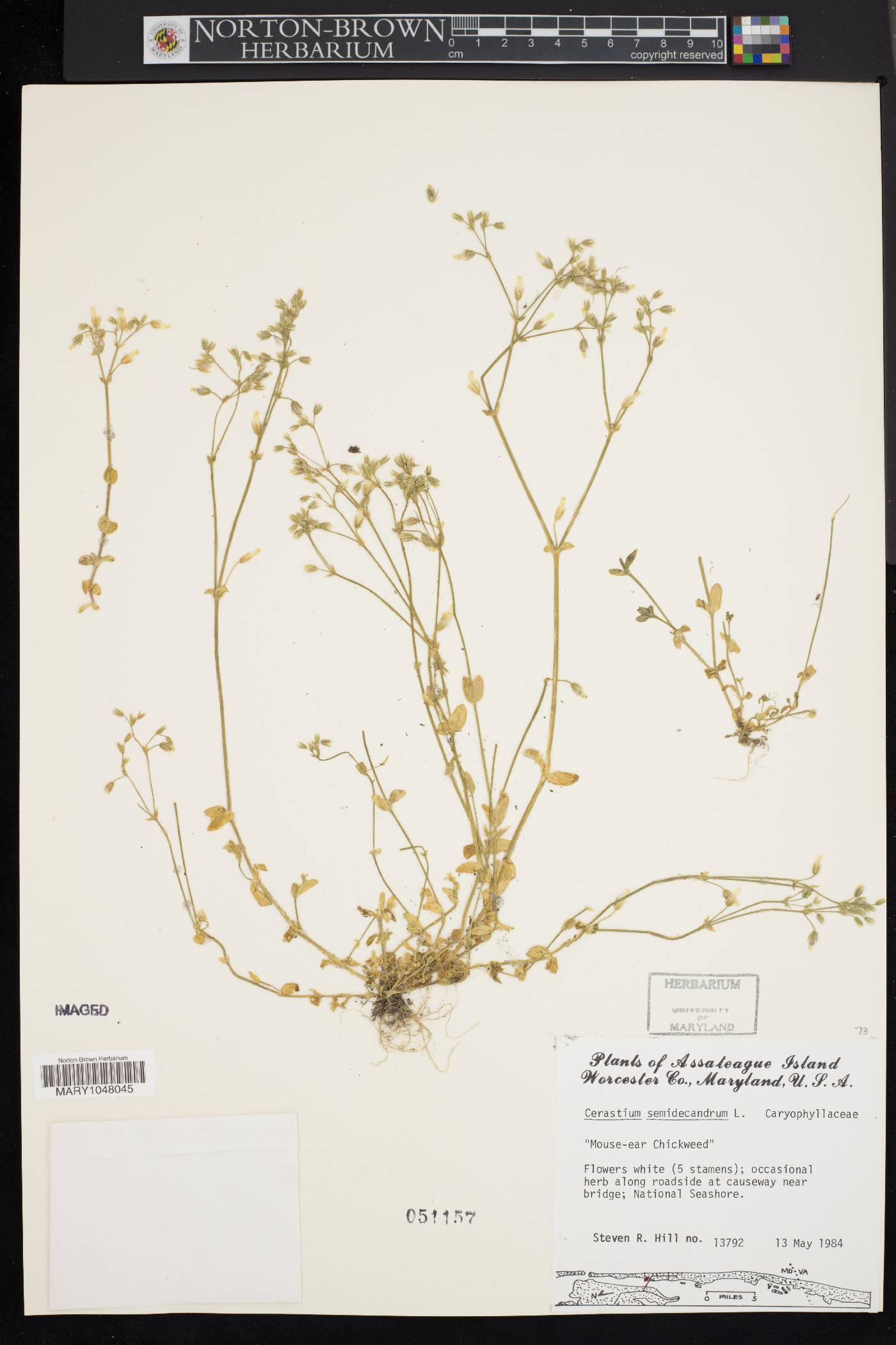 Cerastium semidecandrum image