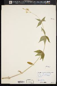 Silene stellata image