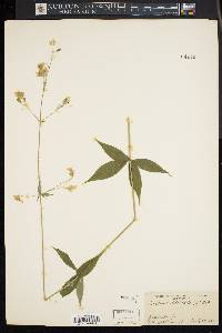 Silene stellata image