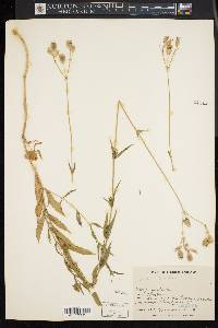 Silene stellata image