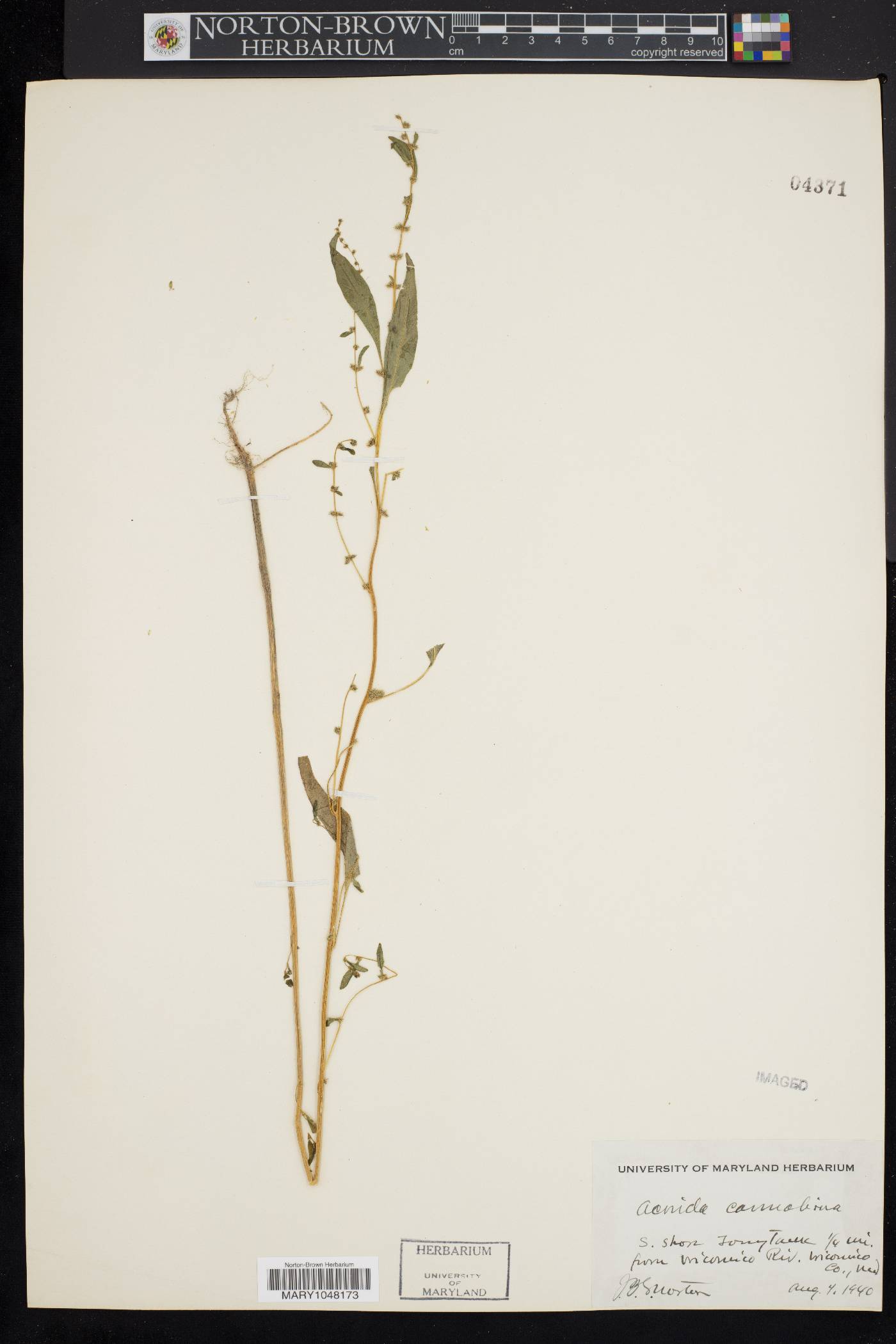 Amaranthus cannabinus image