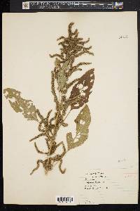 Amaranthus hybridus image