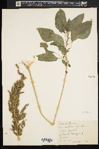 Amaranthus hybridus image