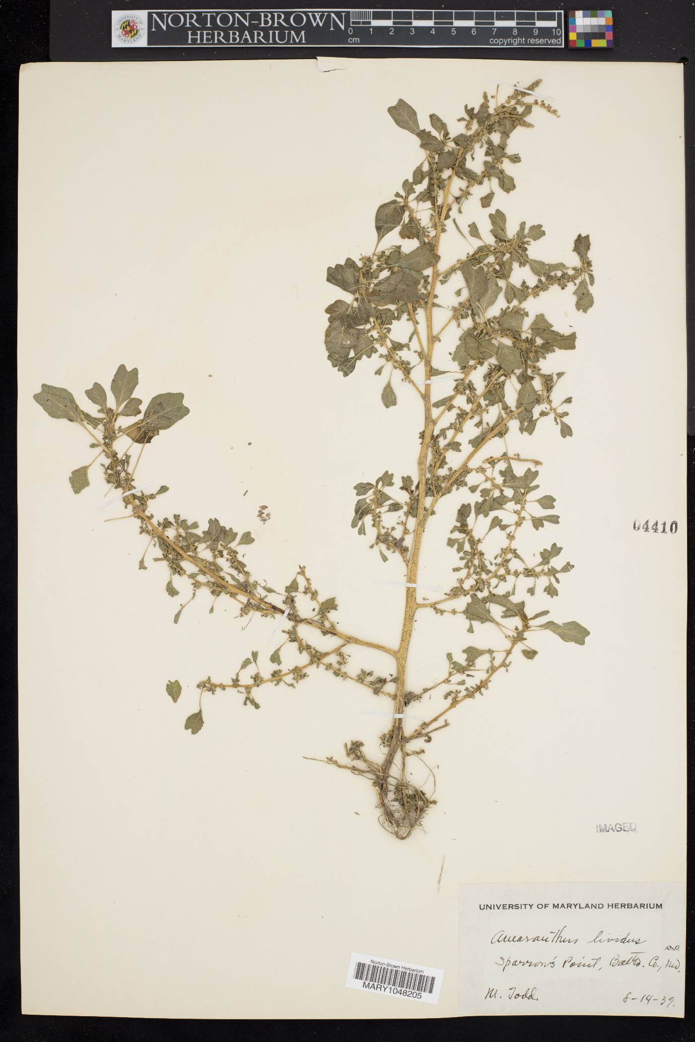 Amaranthus blitum subsp. oleraceus image
