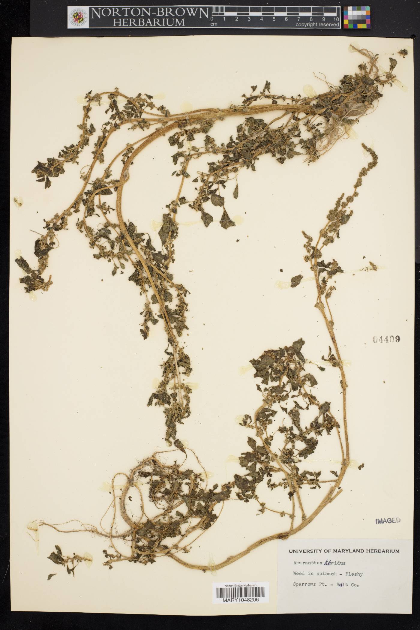 Amaranthus blitum subsp. oleraceus image