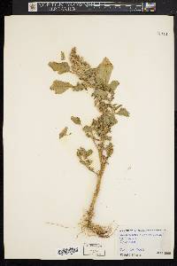 Amaranthus retroflexus image