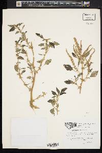 Amaranthus spinosus image