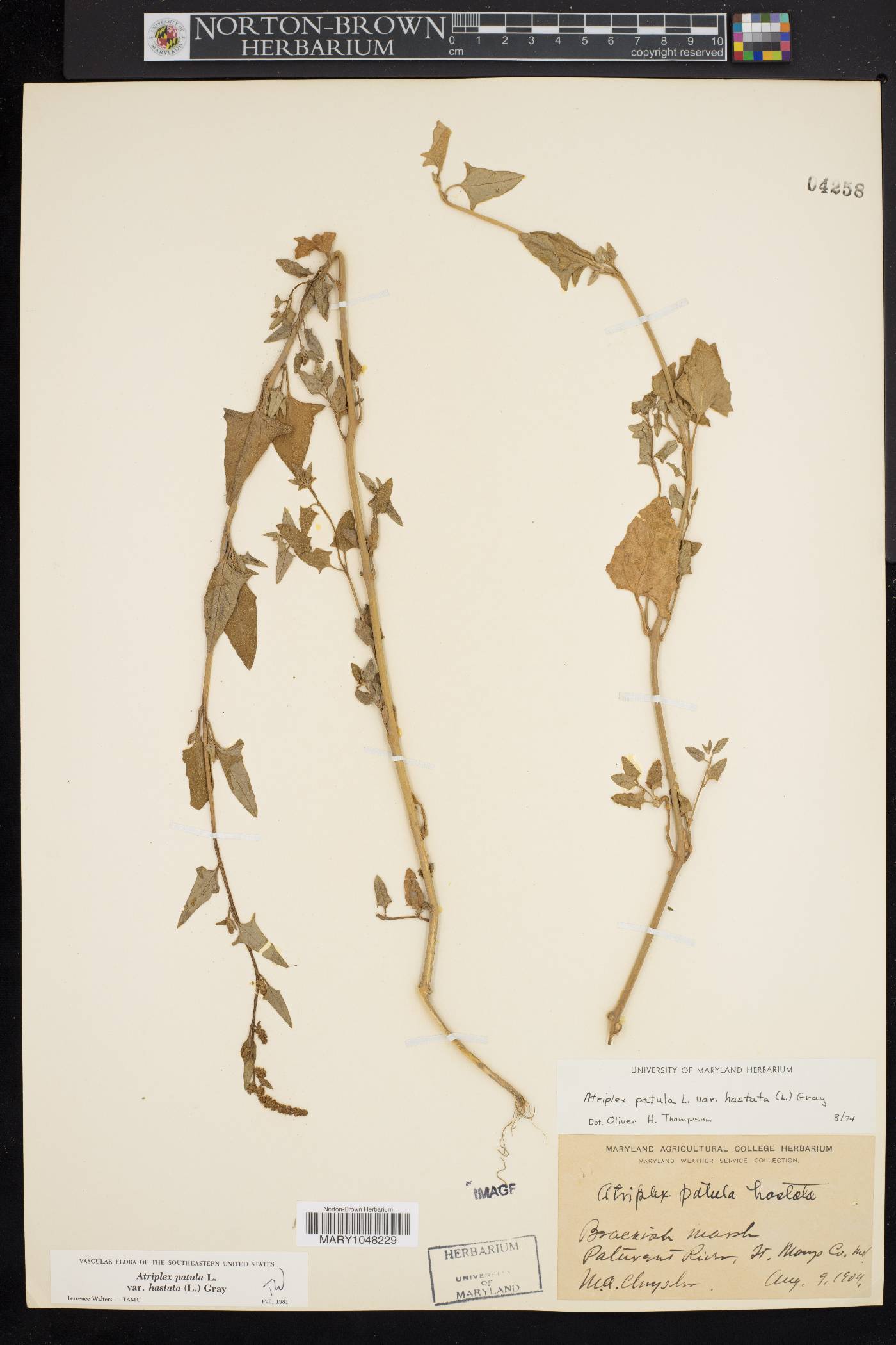 Atriplex prostrata image