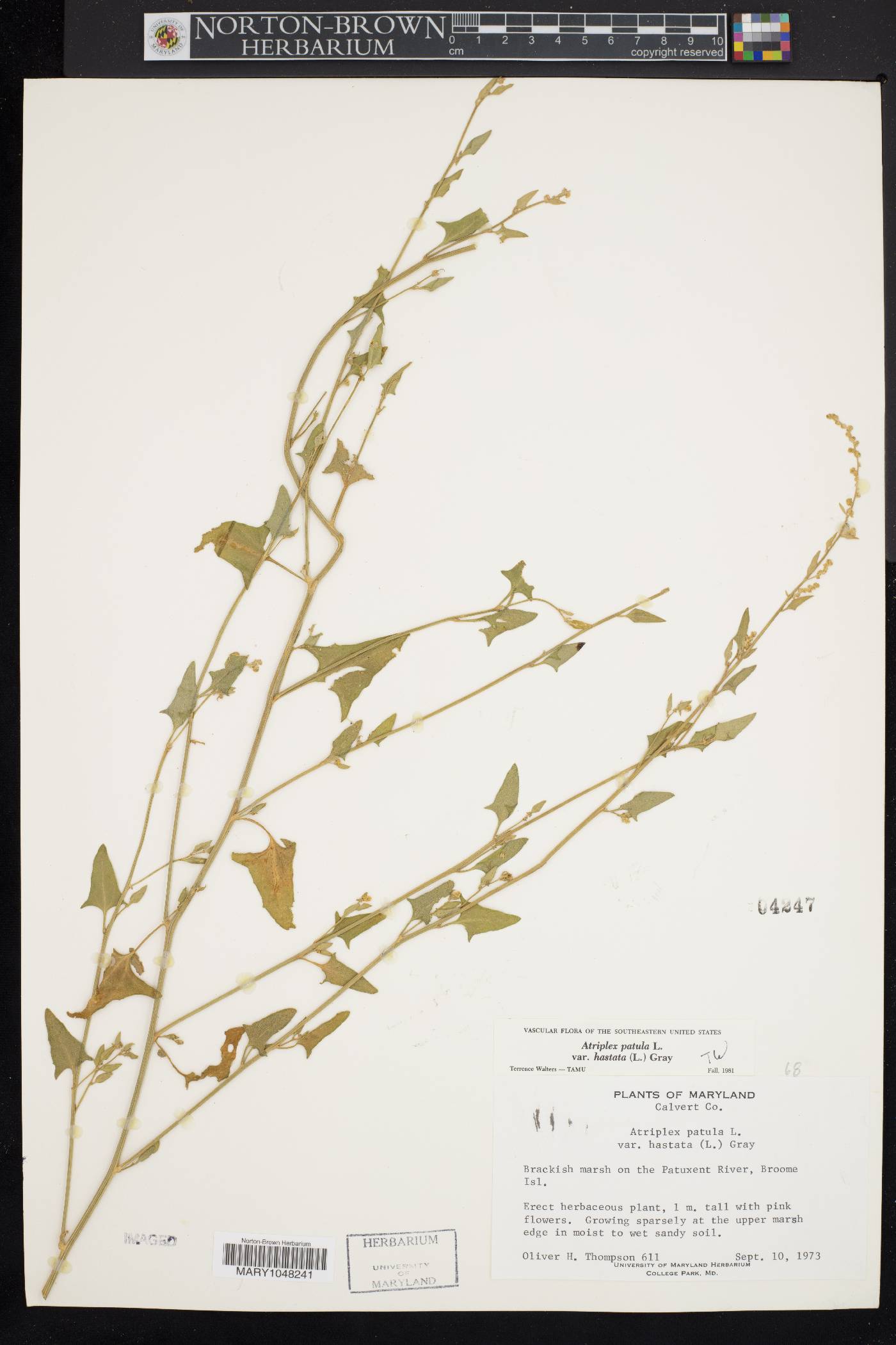 Atriplex prostrata image