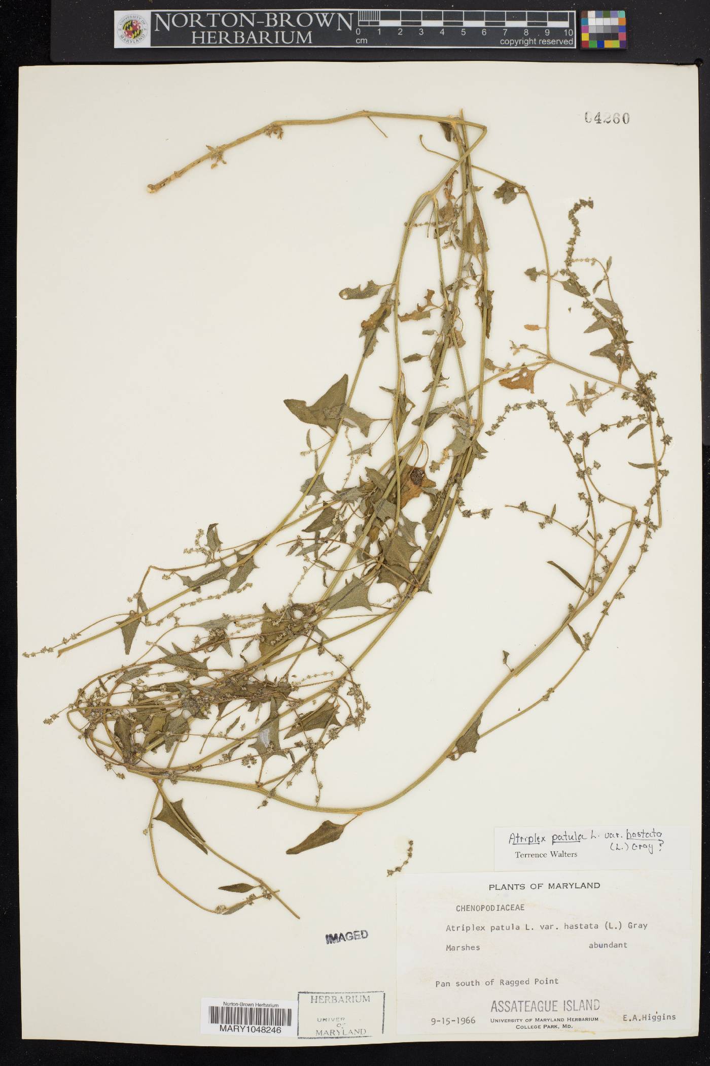 Atriplex prostrata image
